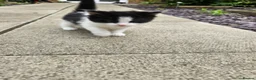 British Longhair cats for sale: 6 Longhaired Kittens White/Black/Tuxedo Mixed etc. - Advert 29