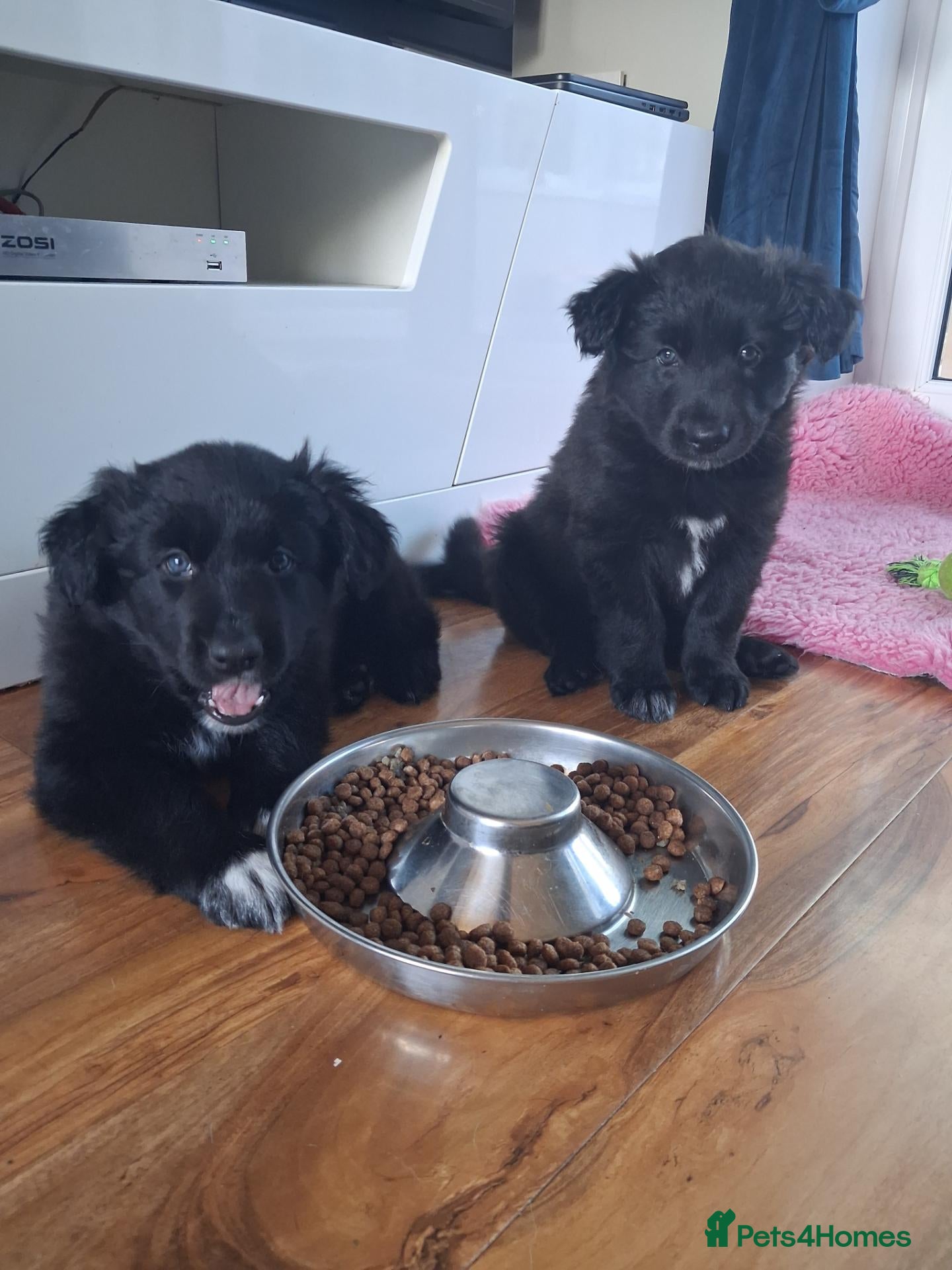 Mixed Breed dogs Border collie x German Shepherd  - Advert 1