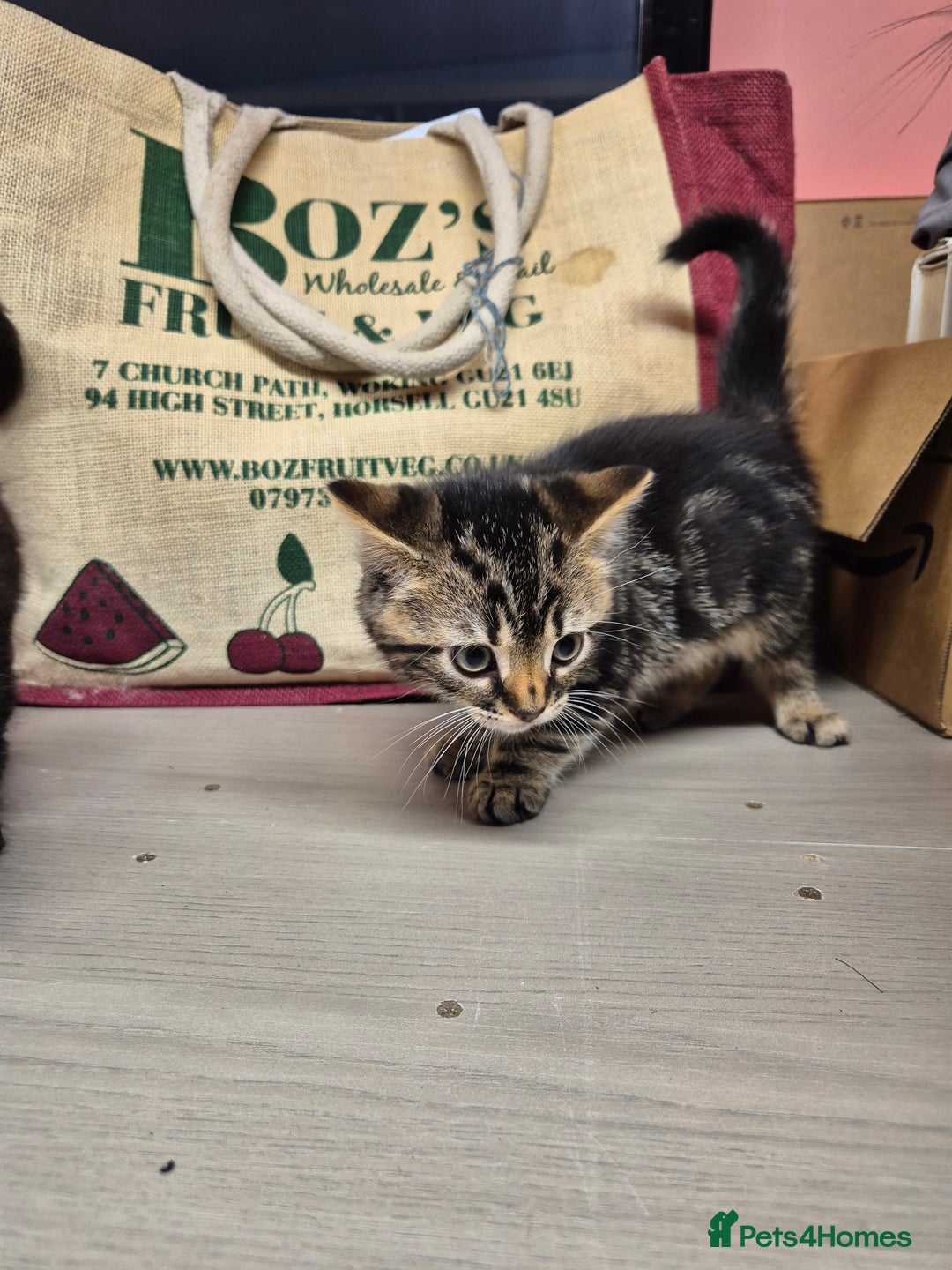 Mixed Breed cats for sale: Mixed Ragdoll kitties - Advert 5