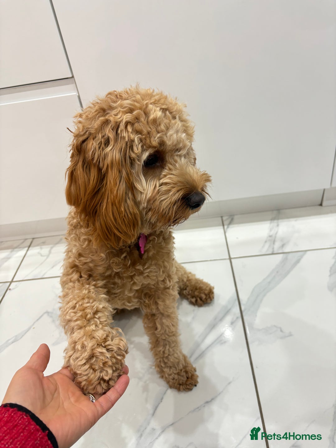 Cockapoo dogs for sale: Kids friendly Cute kind no shedding best dog ever - Advert 1
