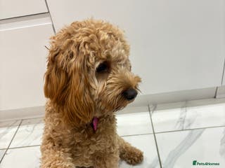 Cockapoo dogs Kids friendly Cute kind no shedding best dog ever - Advert 16