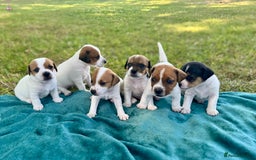 Jack Russell dogs for sale: Georgeous Jack Russell Puppy boy  in Tunbridge Wells - Image 4