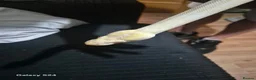 Python Snake reptiles for sale: Complete 4ft Vivexotic Stack & 4 Ball Pythons. in Chatham - Advert 19