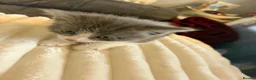 Mixed Breed cats for sale: Kitten for sale  in Southsea - Advert 4