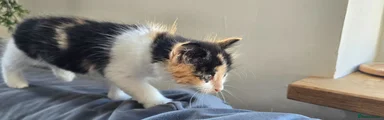 Missy - Calico Girl