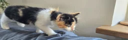 Mixed Breed cats for sale: Beautiful Kittens Looking for Their Forever Homes - Advert 14