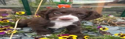 Cocker Spaniel dogs for sale: KC reg Working Cocker Spaniels - Advert 1