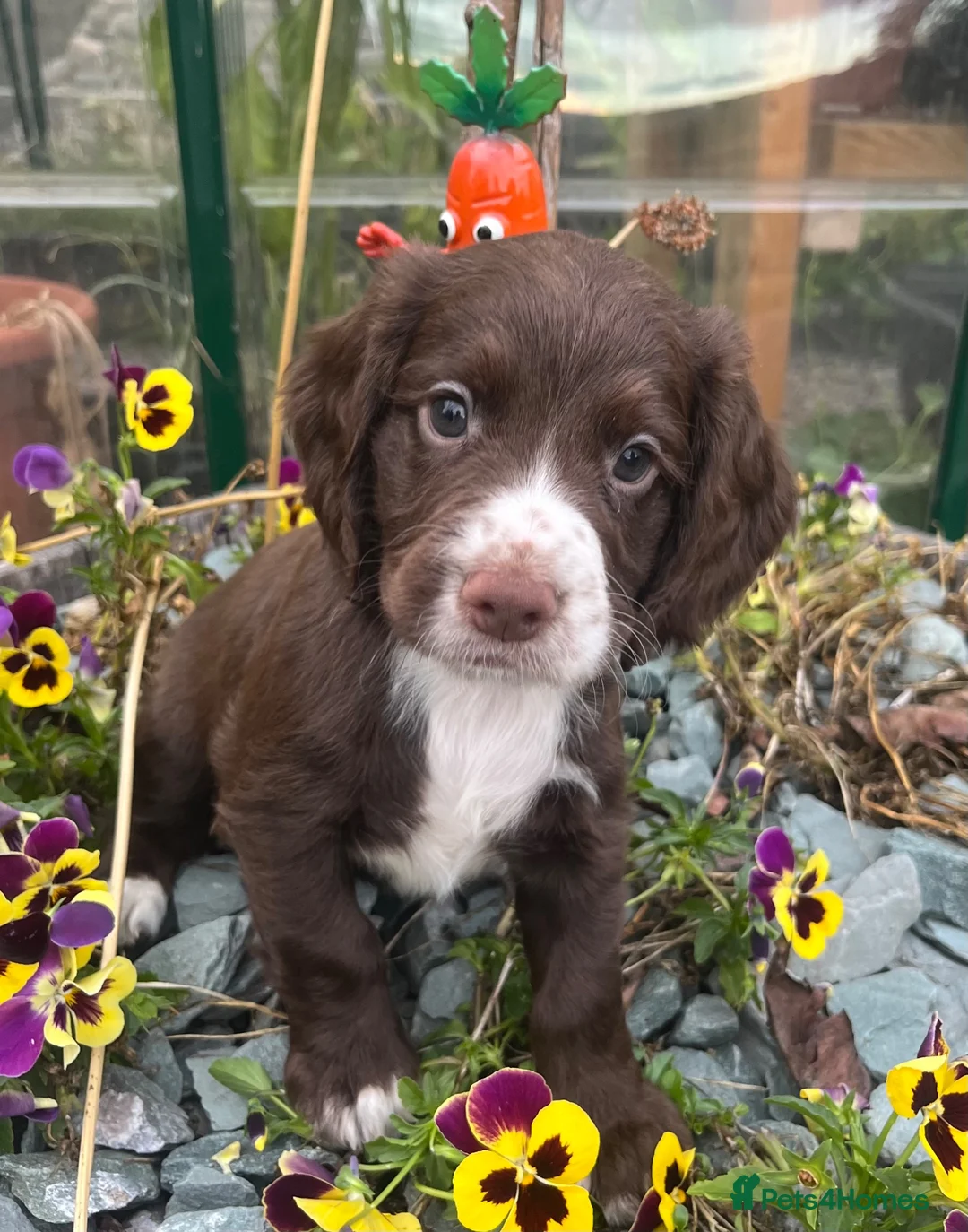 Cocker Spaniel dogs for sale: KC reg Working Cocker Spaniels - Advert 1