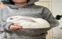 Californian rabbits for sale: Californian Does and Bucks ready now - Image 4