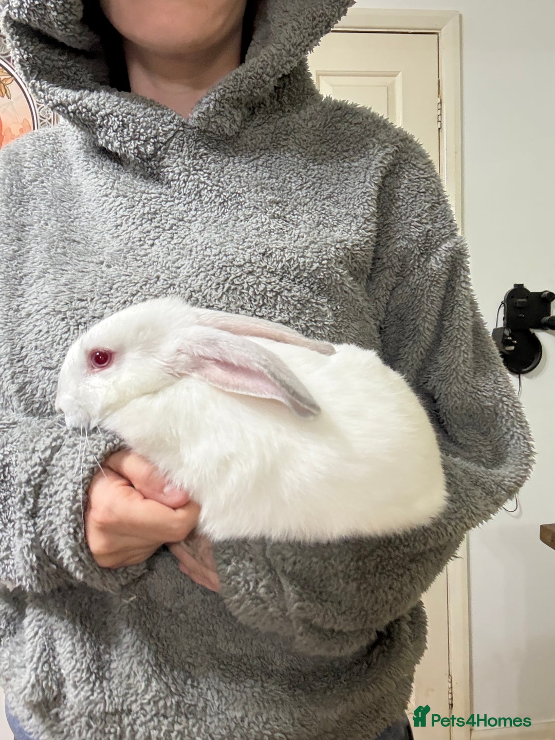 Californian rabbits for sale: Californian Does and Bucks ready now - Image 4