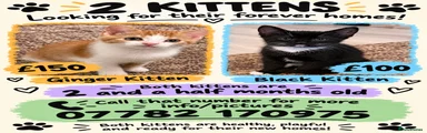 Mixed Breed 1