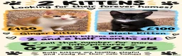 Mixed Breed cats for sale: Lovely kittens in Oxford - Advert 2