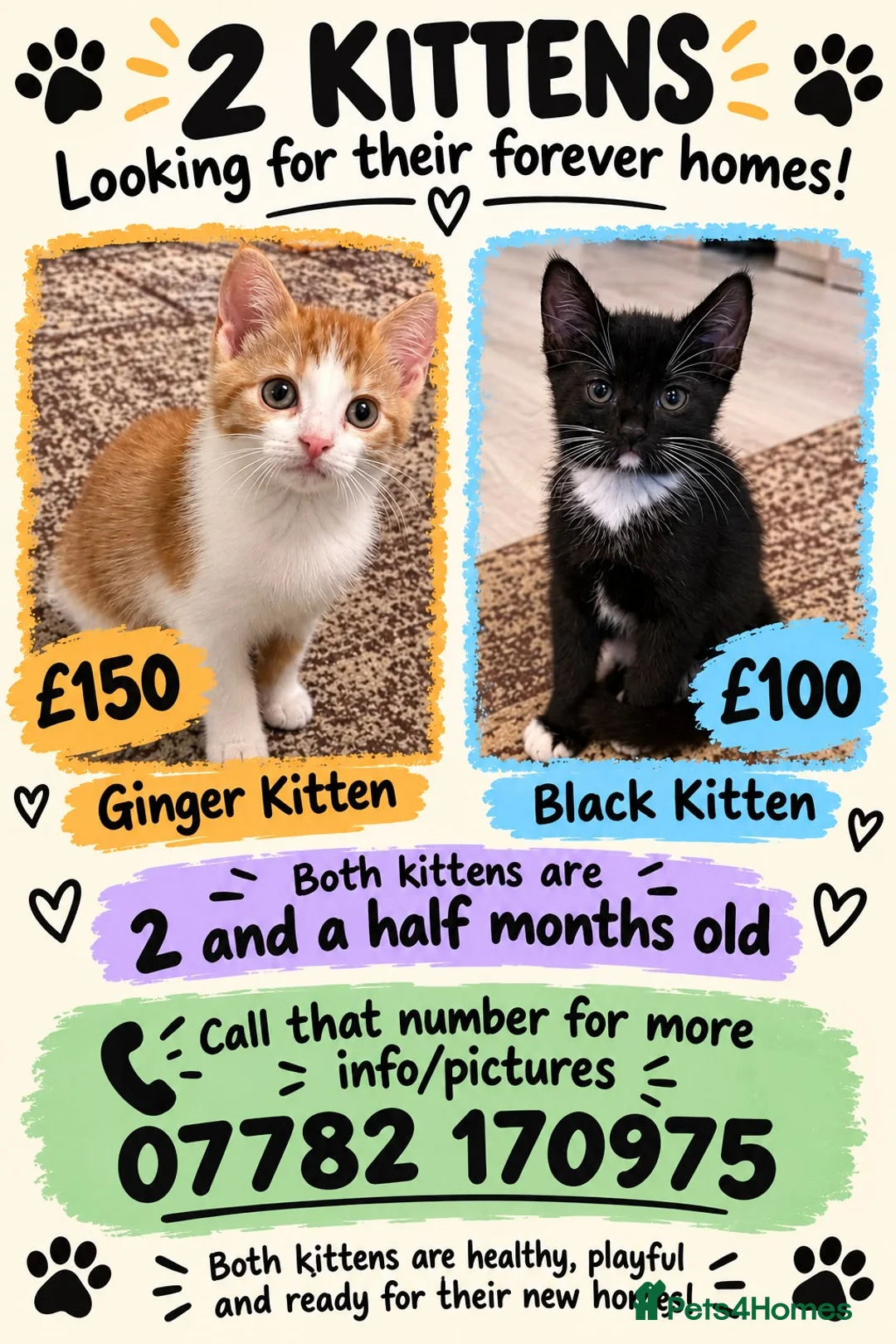 Mixed Breed cats for sale: Lovely kittens in Oxford - Advert 2