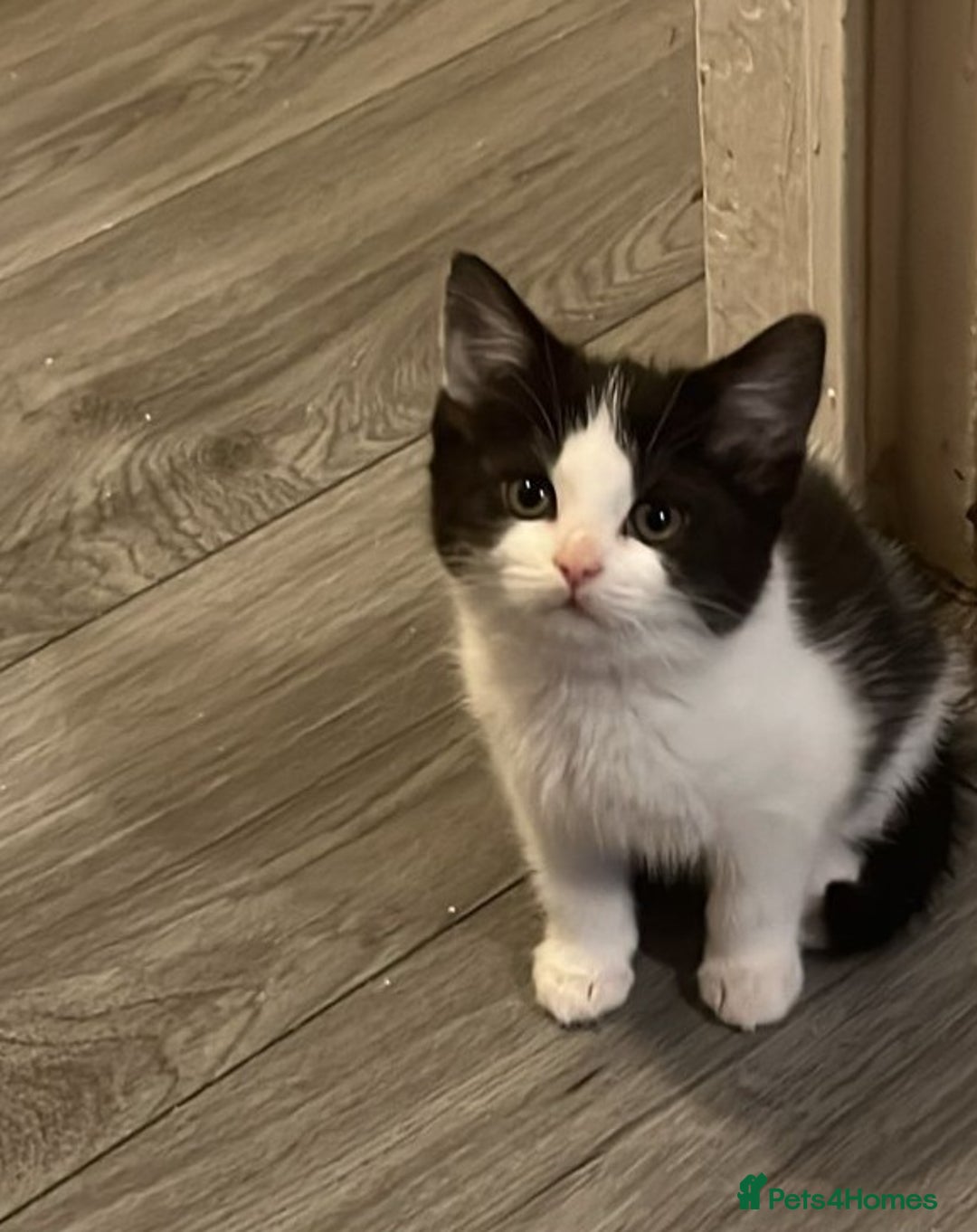 British Shorthair cats for sale: British Shorthair kitten  - Advert 10