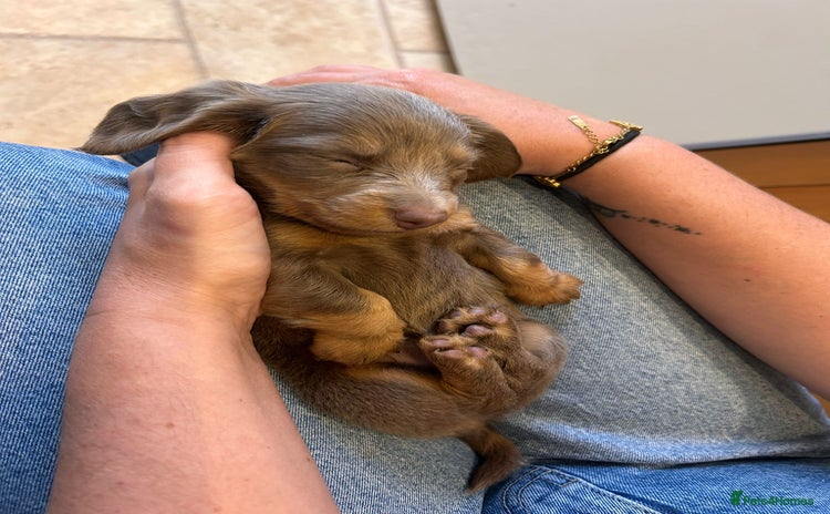 Miniature Dachshund dogs - Advert 2