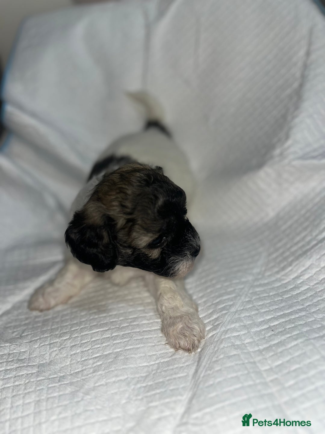 Shihpoo dogs for sale: Shihpoos  - Image 6