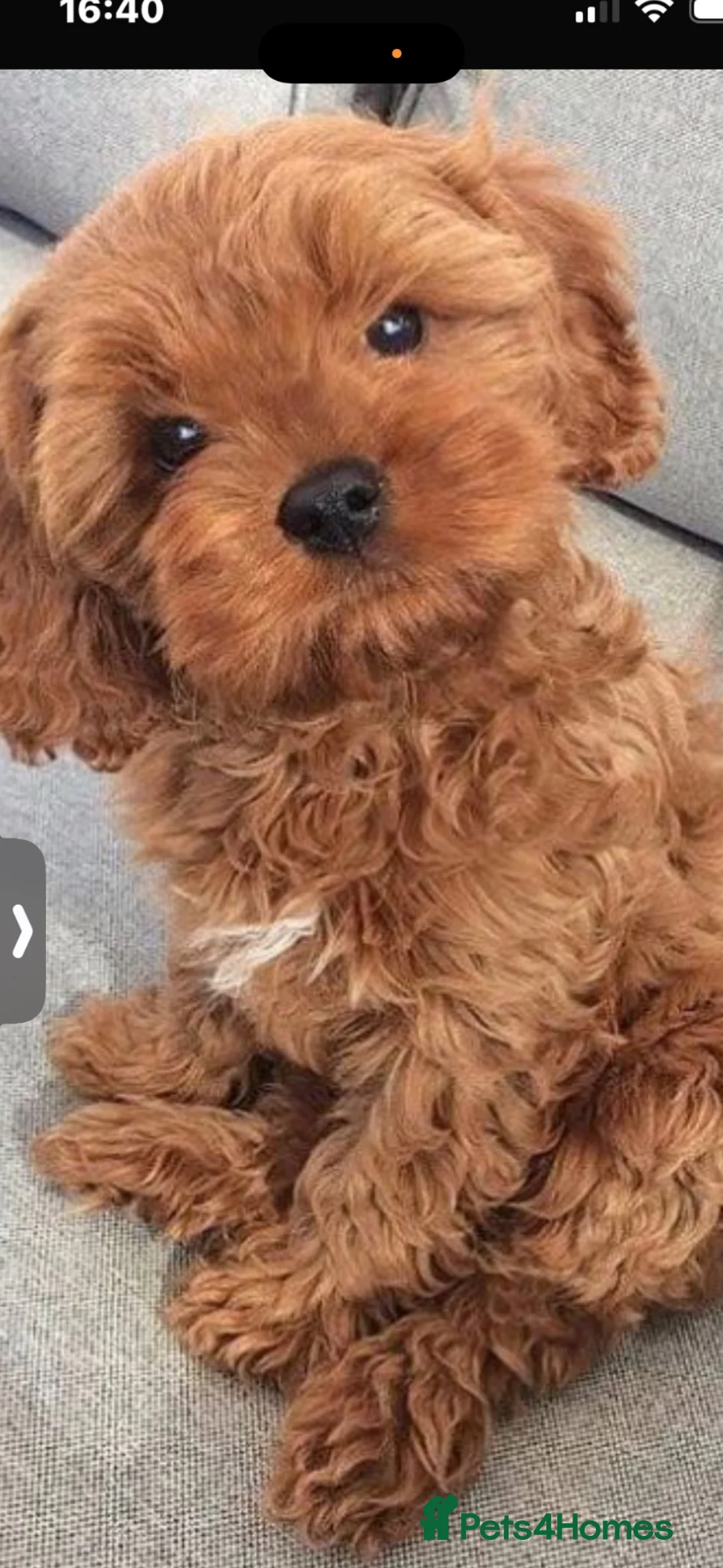 Cavapoo dogs for sale: Muffin  in Walsall - Advert 2