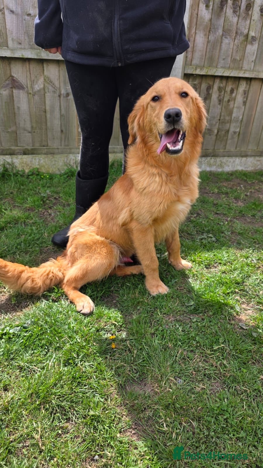 Golden Retriever dogs Marley Golden retriever  - Advert 1