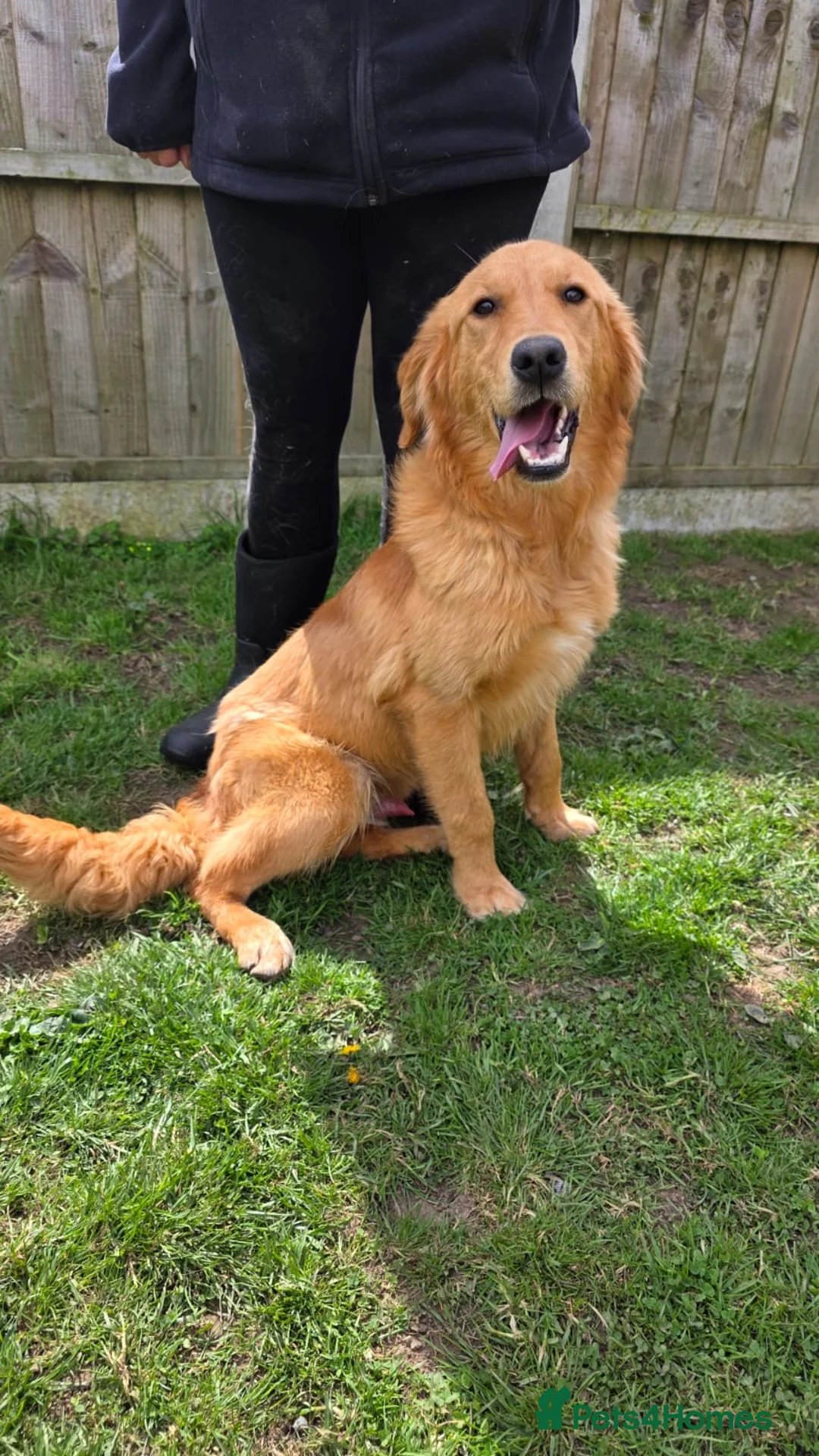 Golden Retriever dogs for sale: Marley Golden retriever  - Advert 1