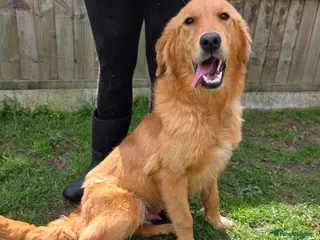 Golden Retriever dogs for sale: Marley Golden retriever - Advert 1