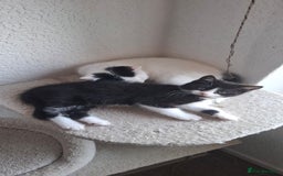 Mixed Breed cats for sale: Cute Furry Friends Ready to find new home. - Image 24