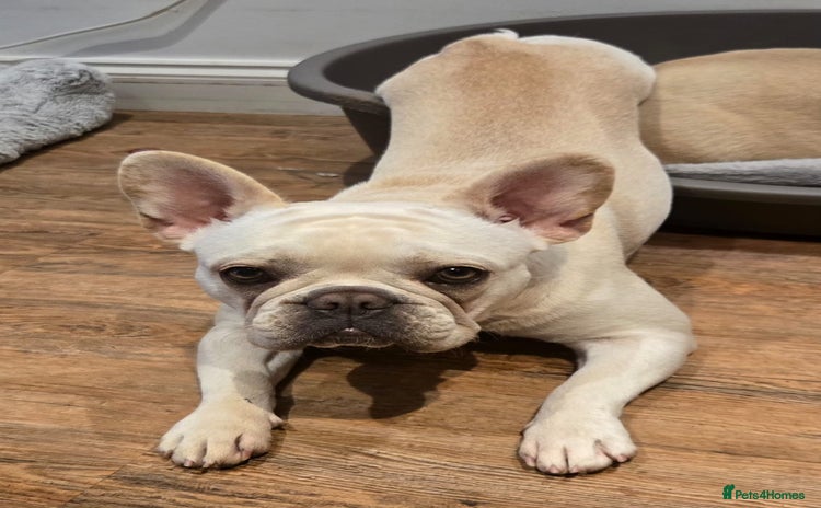 French Bulldog dogs - Advert 4
