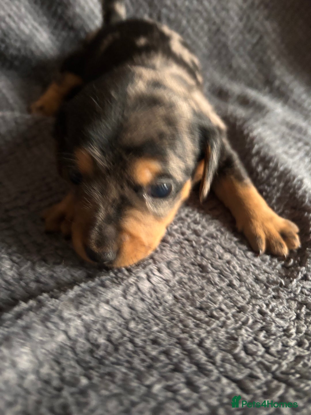 Mixed Breed dogs for sale: 5 gorgeous silver dapple dachshund cross puppies  - Image 5