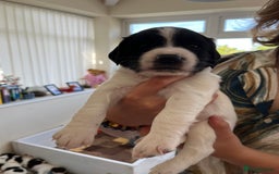 English Springer Spaniel dogs for sale: Beautiful springer spaniel puppies - Image 8