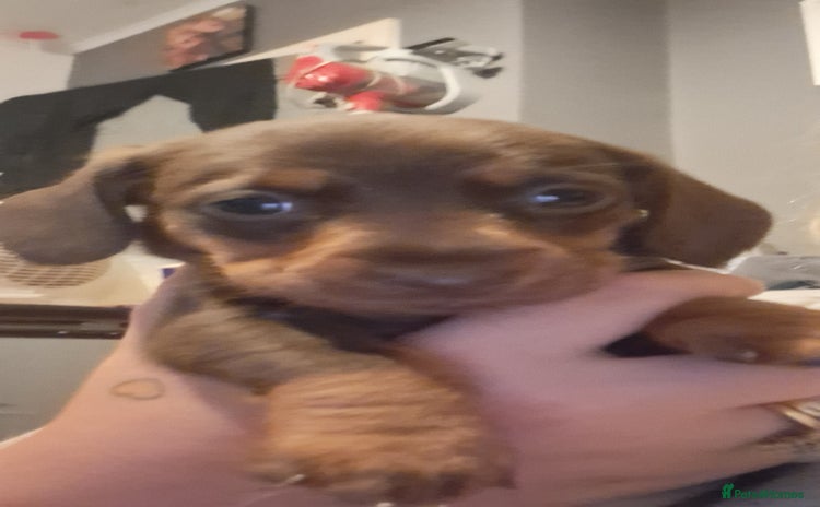 Dachshund dogs - Advert 1