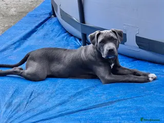 Staffordshire Bull Terrier dogs Beautiful staffy for stud - Advert 6