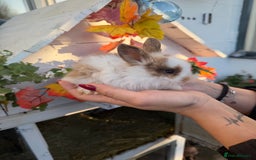 Mini Lion Lop rabbits for sale: Mix of lop & lion head  - Advert 4