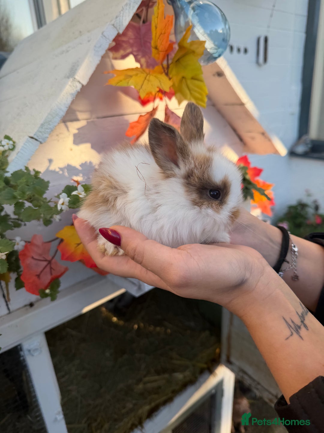 Mini Lion Lop rabbits for sale: Mix of lop & lion head  - Advert 4