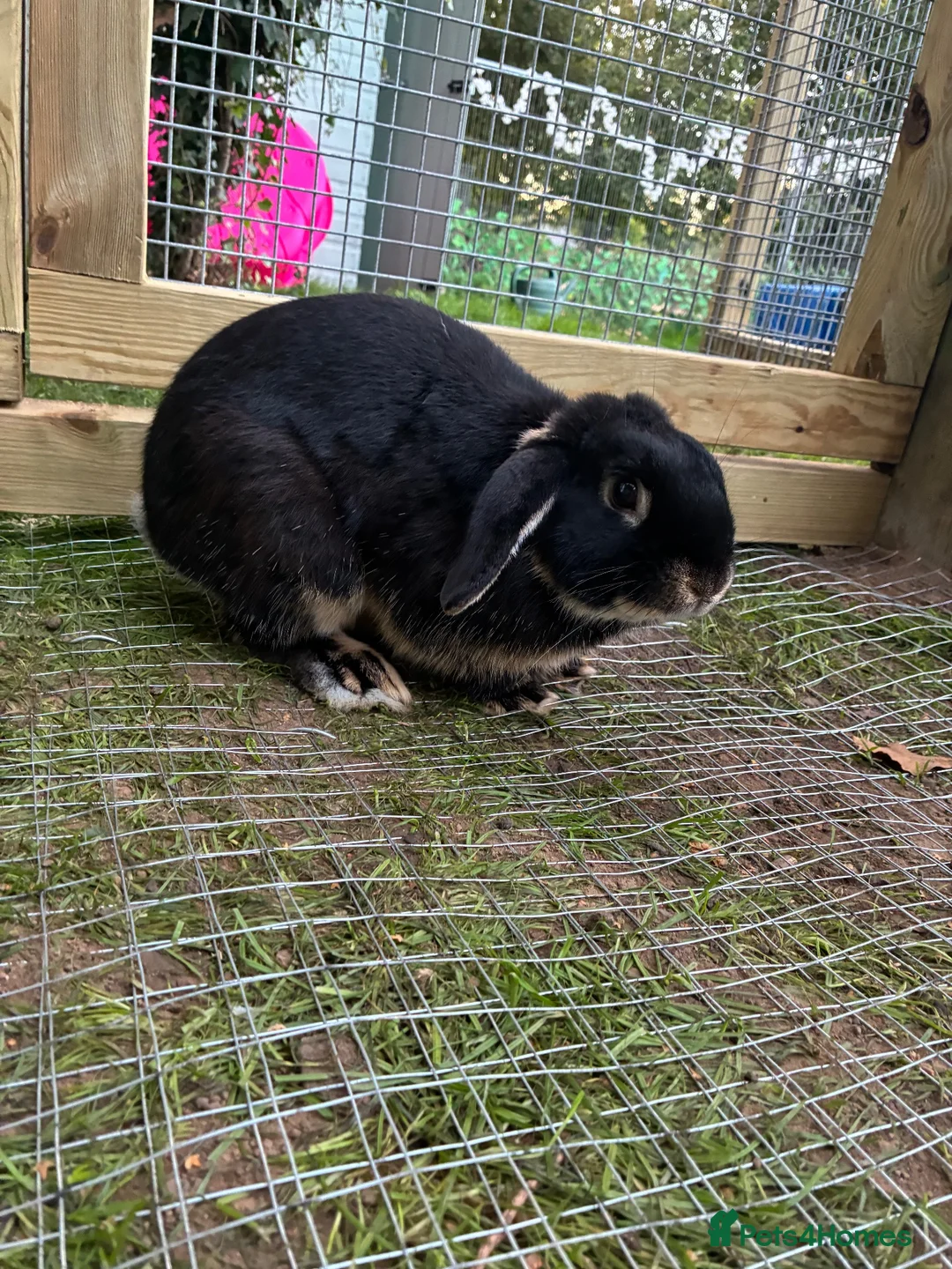 Mini Lop rabbits for sale: Otter Mini Lop Male - Advert 9