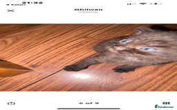 British Shorthair cats for sale: British Shorthair kittens chocolate/grey - Image 3