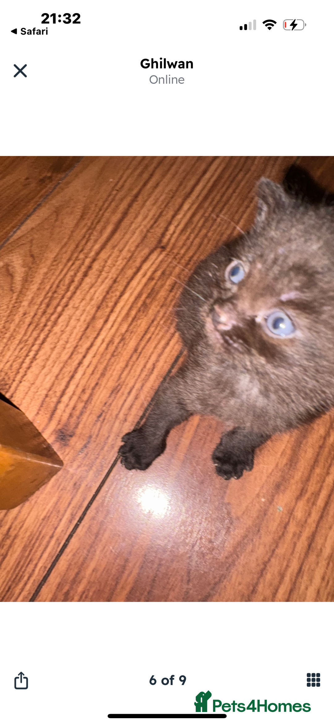 British Shorthair cats for sale: British Shorthair kittens chocolate/grey - Image 3