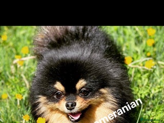 Pomeranian dogs in Ebbw Vale - Advert 3