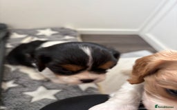 Cavalier King Charles Spaniel dogs for sale: DNA Health Tested Cavalier King Charles Puppies in Heathfield - Image 14