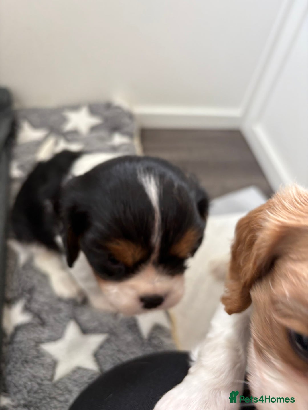 Cavalier King Charles Spaniel dogs for sale: DNA Health Tested Cavalier King Charles Puppies in Heathfield - Image 14