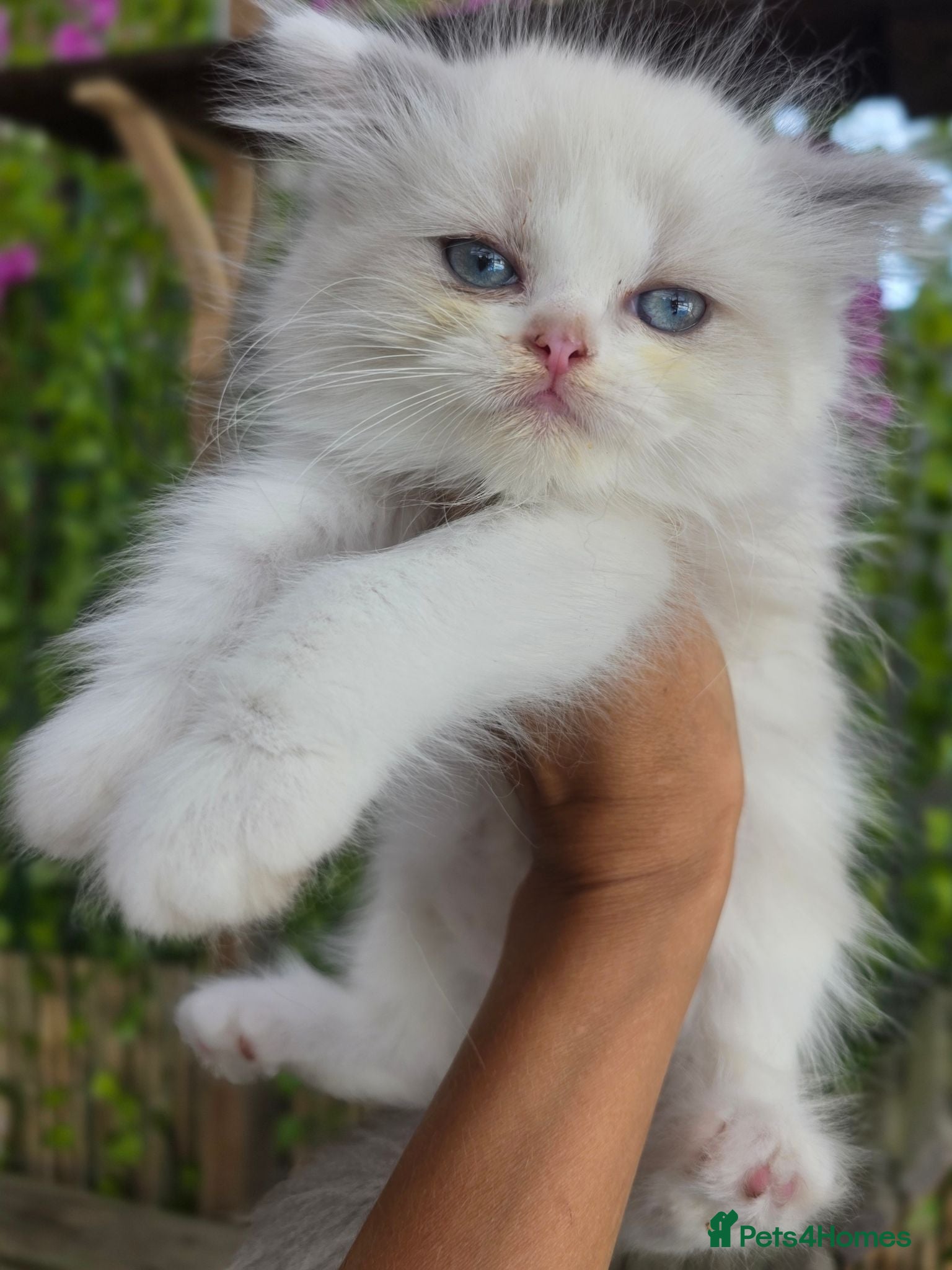 Persian cats Persian x Ragdoll girls - Advert 2