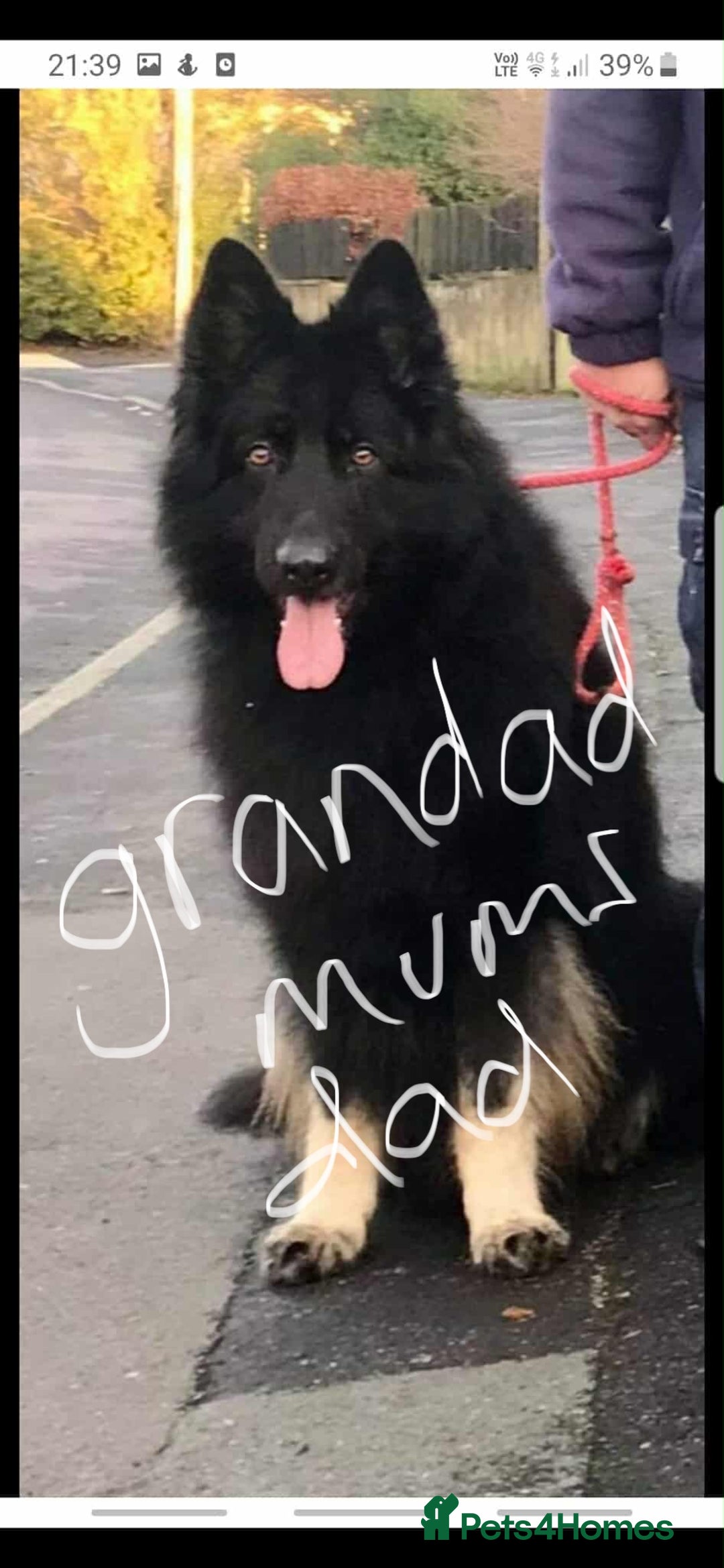 German Shepherd dogs for sale: Long haired German shepherd  - Advert 4