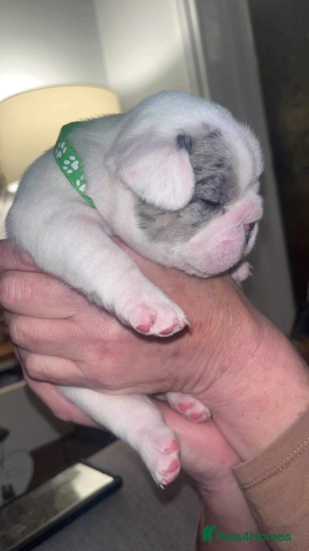 French Bulldog dogs for sale: 2 Male French Bulldog Puppies For Sale - Image 4