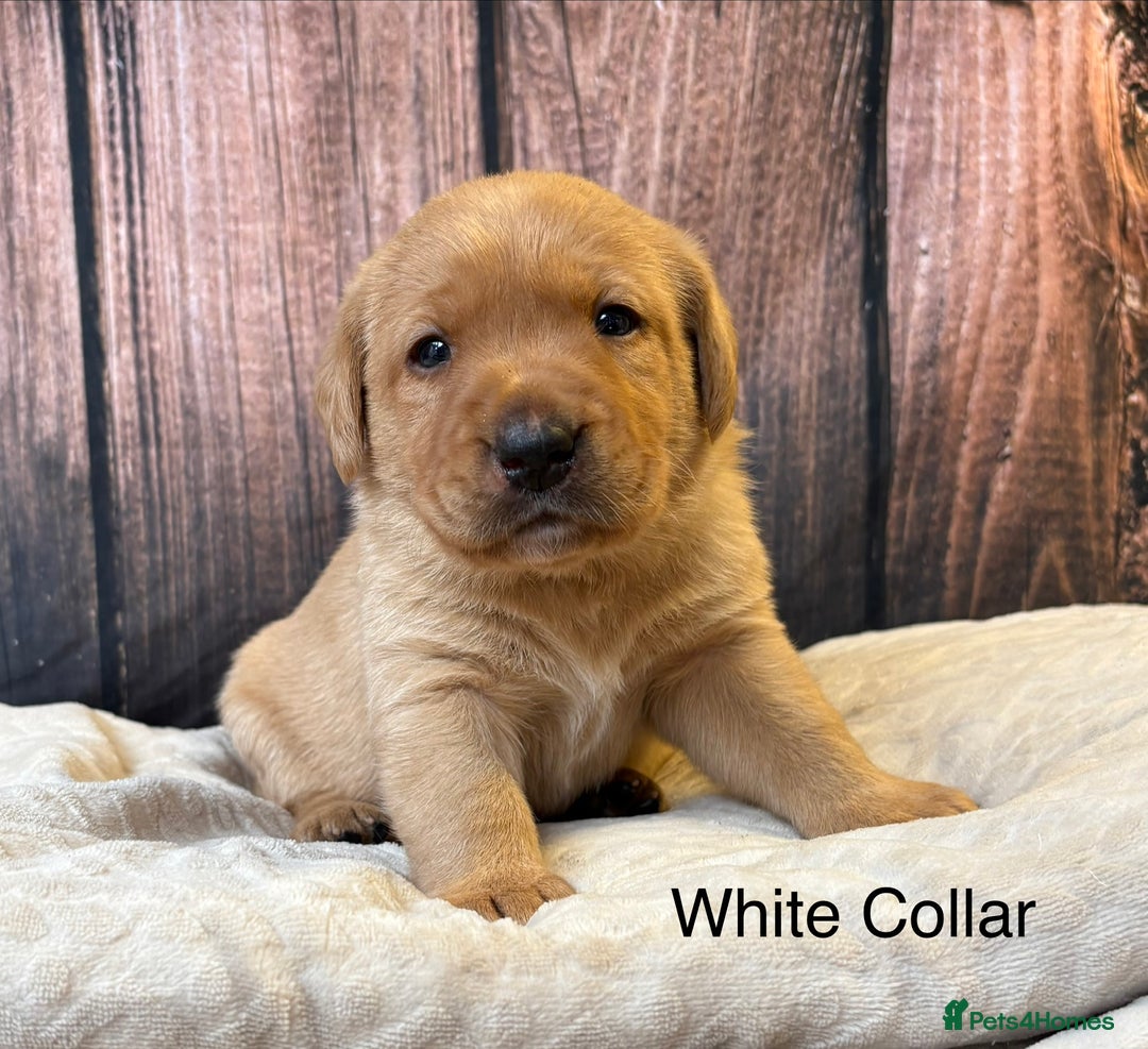 Labrador Retriever dogs for sale: Outstanding Chunky Labradors Puppies 🐶  - Advert 5