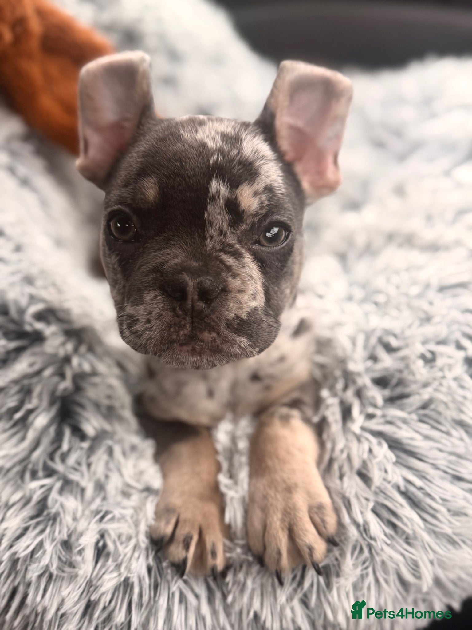 French Bulldog dogs French Bulldog 6 Months Old Merle - Advert 18