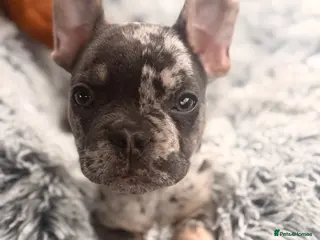 French Bulldog dogs French Bulldog 6 Months Old Merle - Advert 18