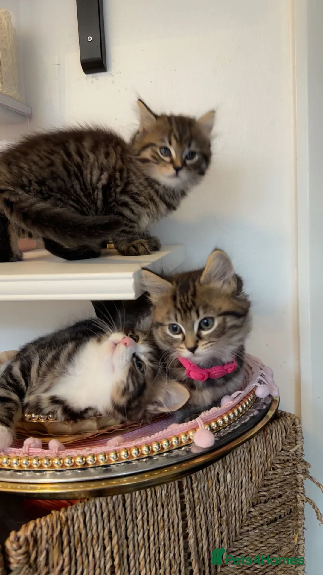 British Shorthair cats for sale: Kitten  - Advert 12