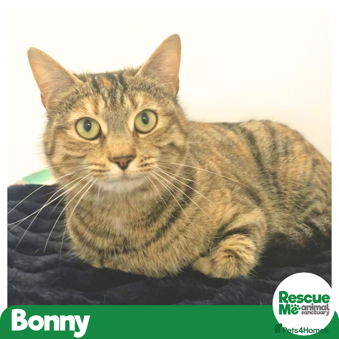Mixed Breed cats Bonny - sweet friendly girl - Advert 6