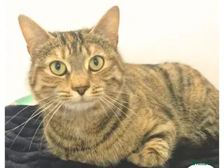 Mixed Breed cats Bonny - sweet friendly girl - Advert 6