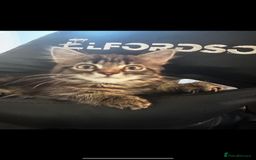 Mixed Breed cats for sale: Fluffy Adorable Kittens - Image 5