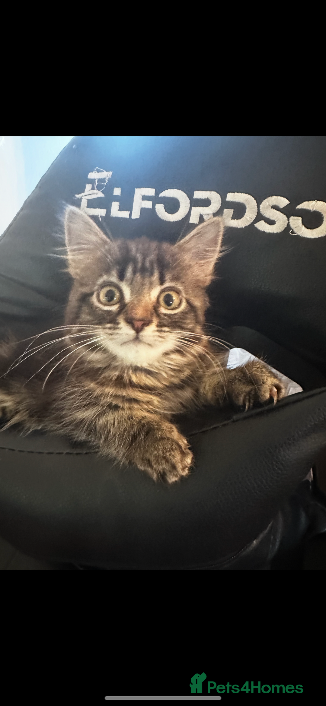 Mixed Breed cats for sale: Fluffy Adorable Kittens - Image 5