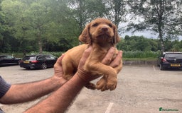 Cocker Spaniel dogs for sale: Mr Mark Hulme in Sandbach - Image 5